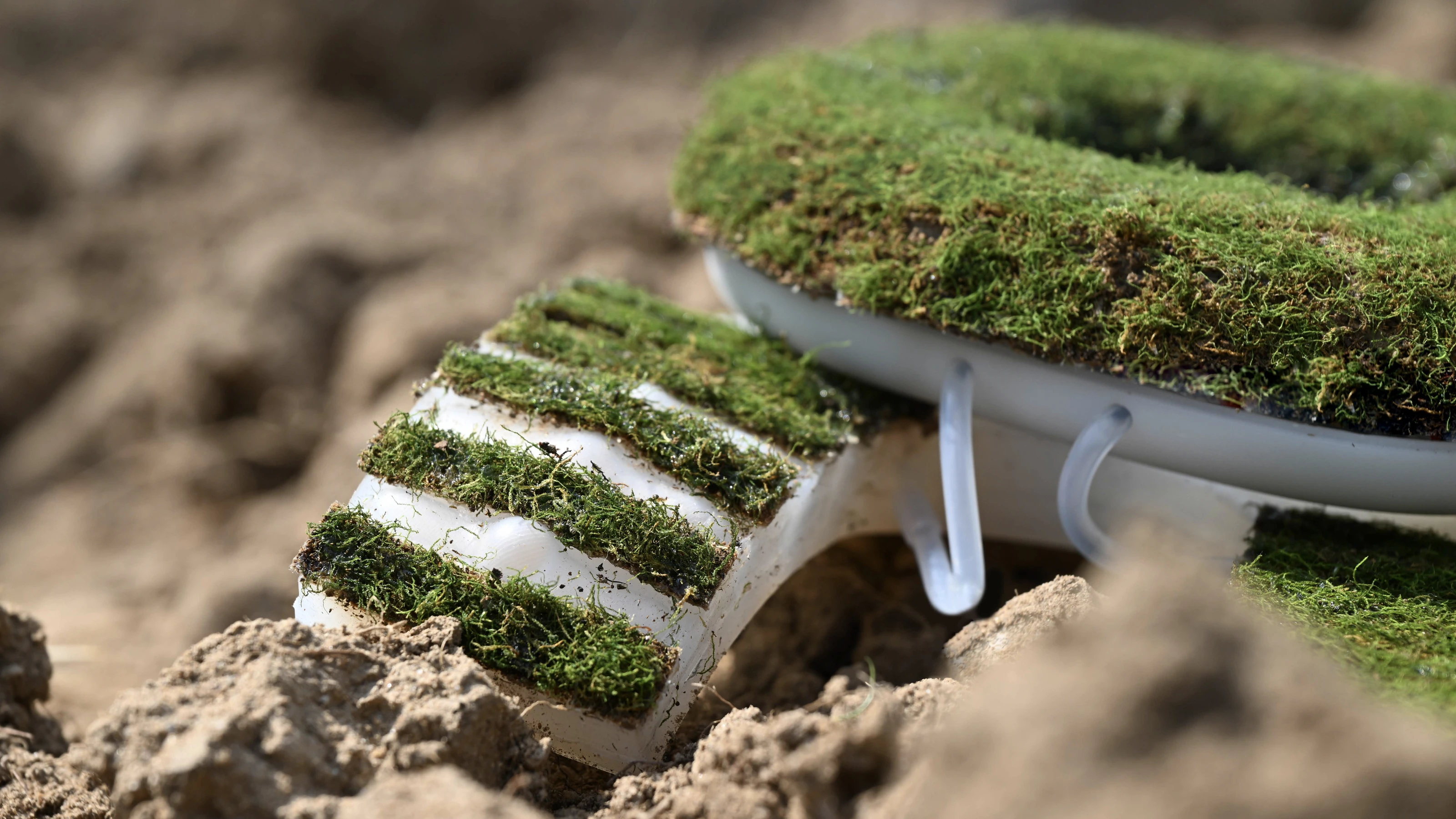 MOSS — image 1 of 6